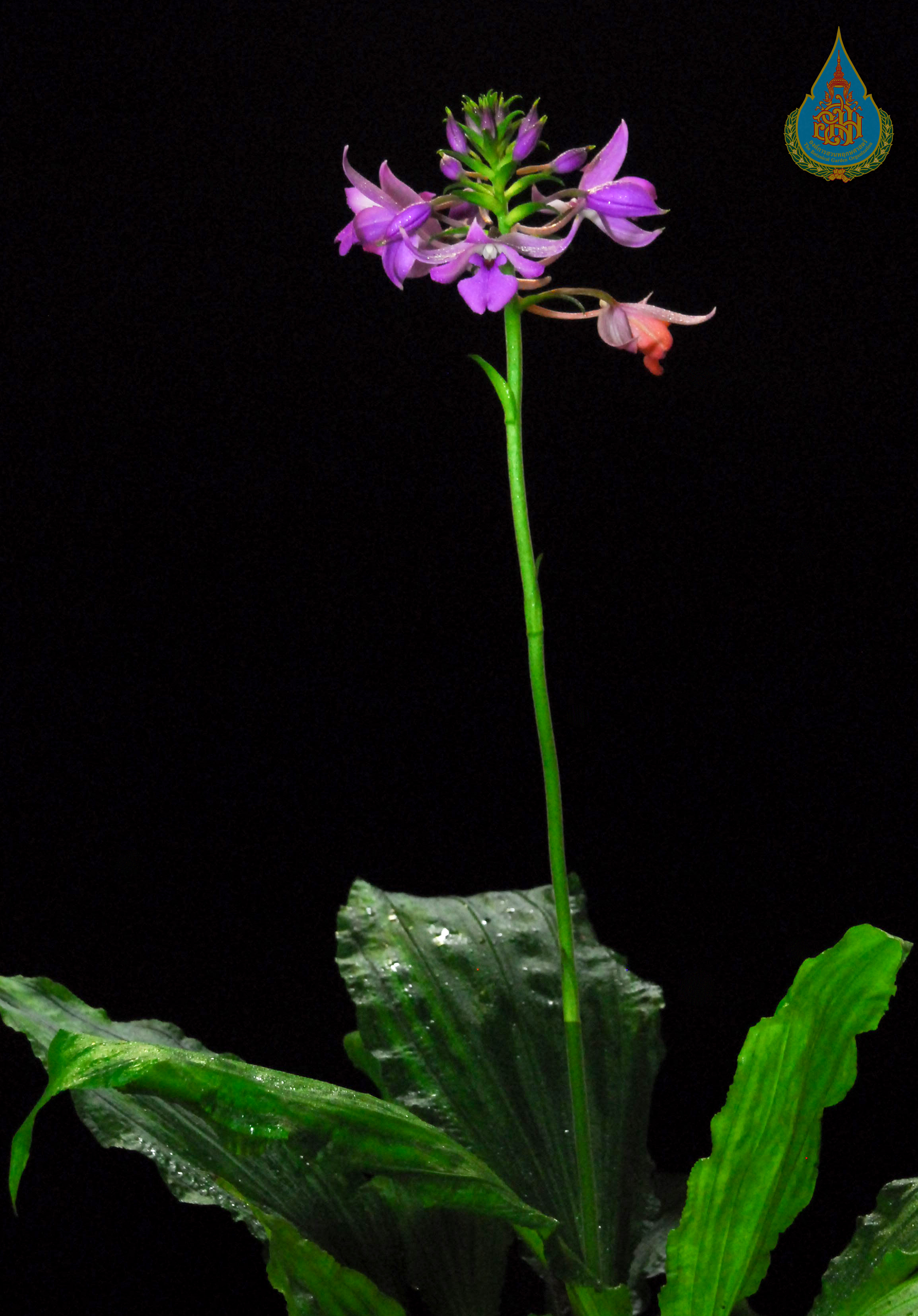 อั้วข้าวตอกพุ่มม่วง Calanthe masuca (D.Don) Lindl.<br/>ORCHIDACEAE